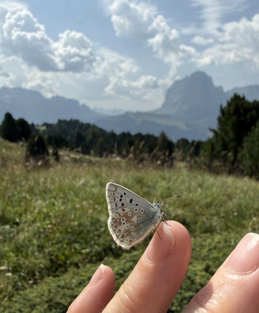 small butterfly on finger in front of mountain
