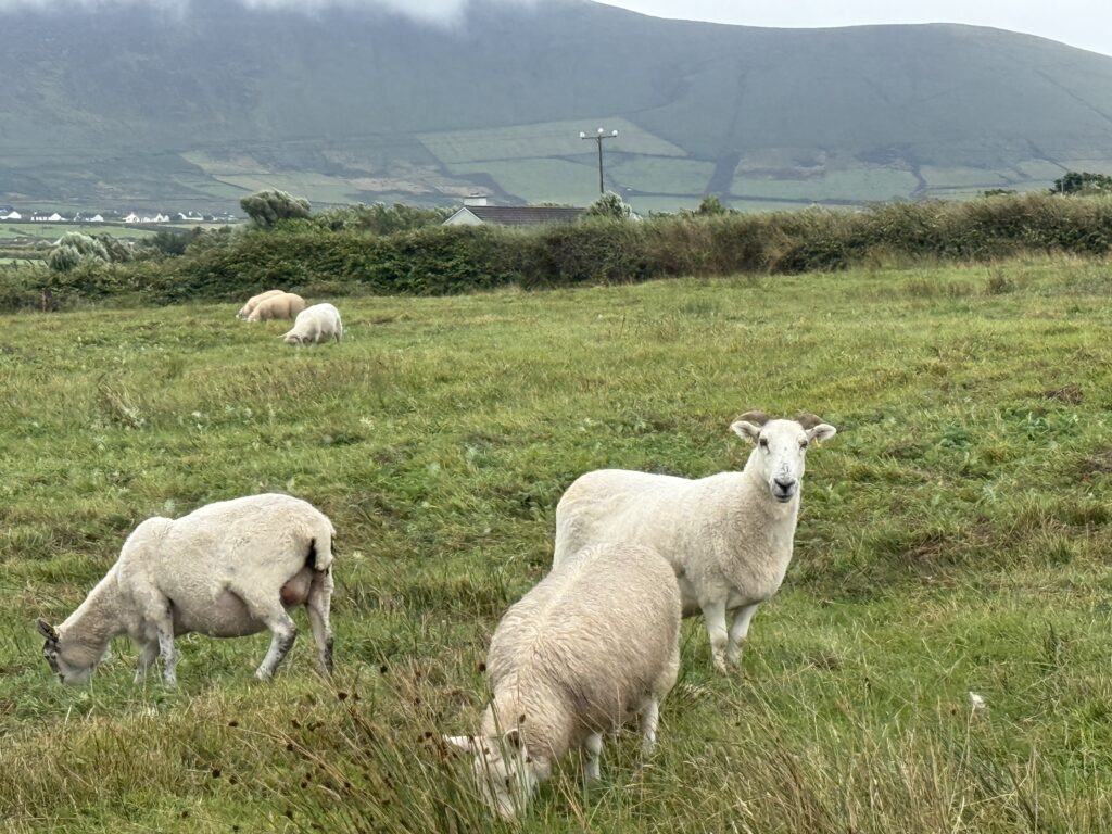 green field with sheep