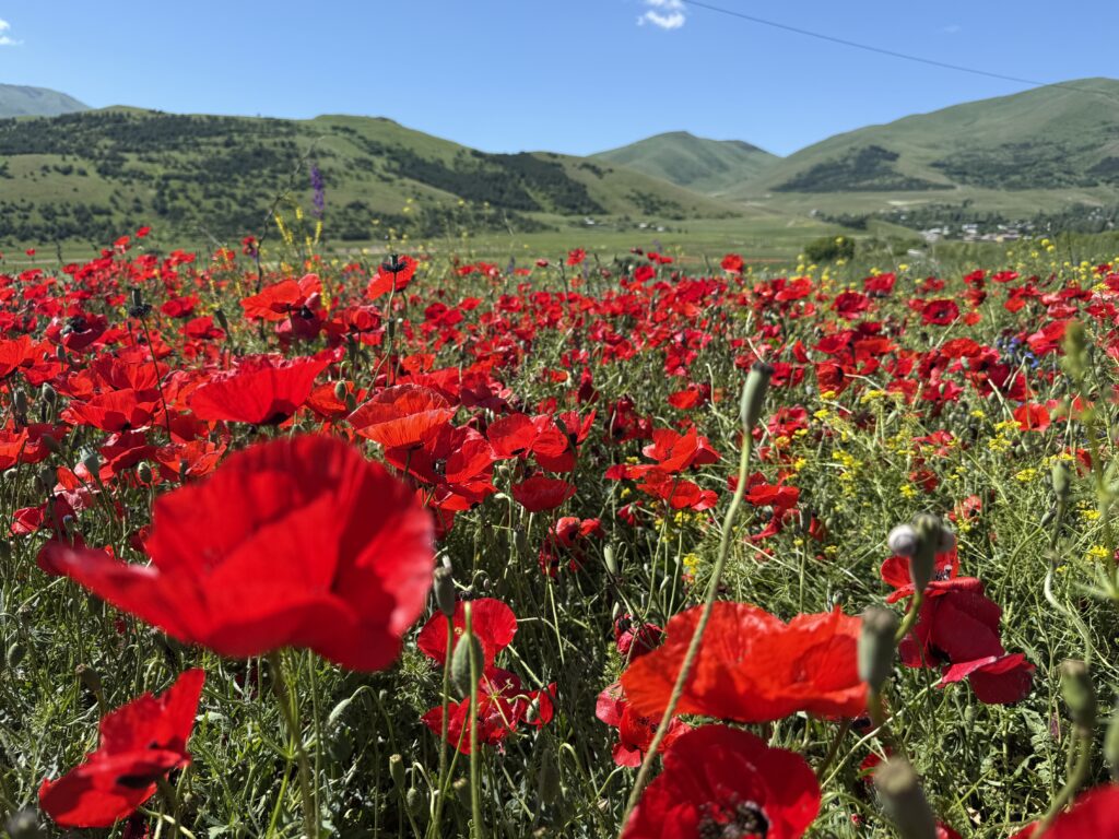 red poppies