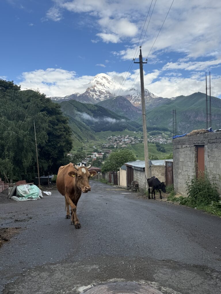 cow walking down road in front of mountain