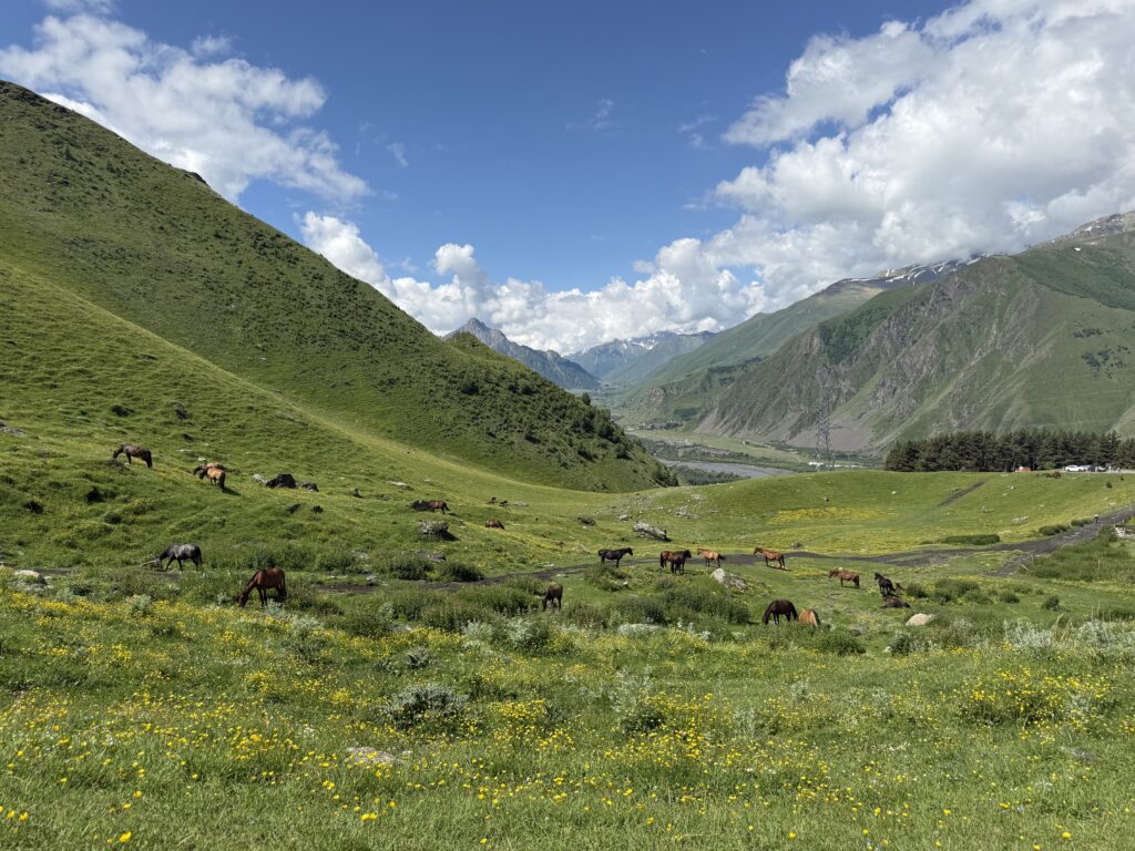 horses on green hillside